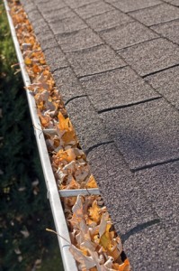 Leaves in rain gutter.